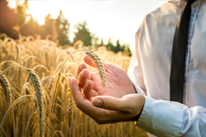 Виды на урожай: настоящее и будущее продовольственного рынка